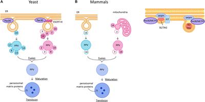 Lipid Droplet and Peroxisome Biogenesis: Do They Go Hand-in-Hand?